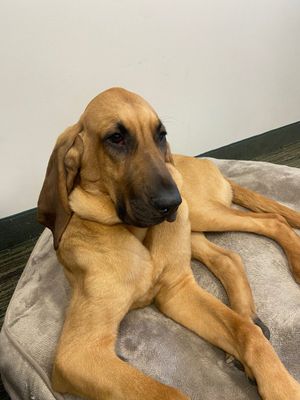 Image post by @mnwildpup on Twitter