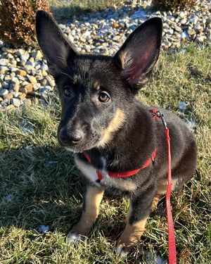 Image post by @losingthejigglewithjen on Facebook