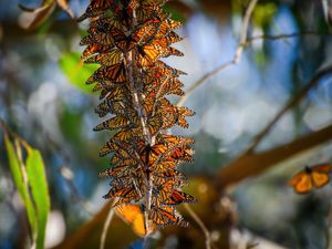 Image post by @animalplanet on Instagram