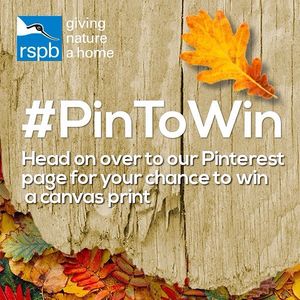 Image post by @rspb on Instagram