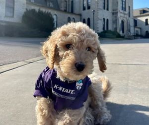 Image post by @KState on Facebook