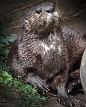 Image post by @sandiegozoo on Instagram