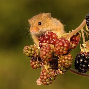 Image post by @rspb on Instagram