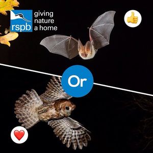 Image post by @rspb on Instagram