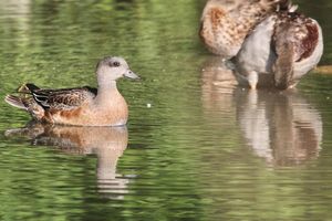 Image post by @hm_birds on Instagram