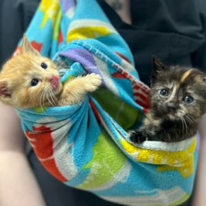 Image post by @whitmanpets on Instagram