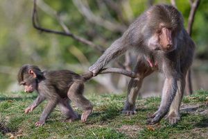 Image post by @sandiegozoo on Instagram