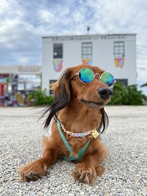 Image post by @pupcorntreats on Instagram