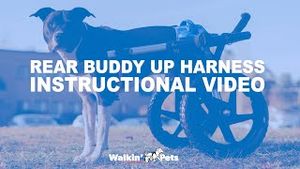 Video post by @walkinpets on YouTube
