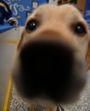 Image post by @stlouisblues on Instagram