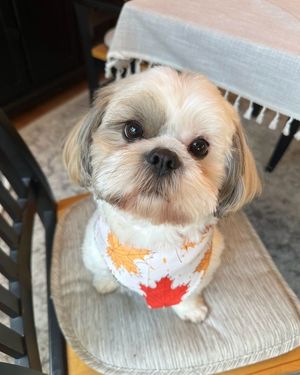 Image post by @evolvepetfood on Instagram