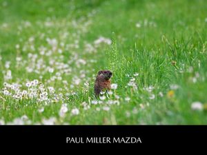 Image post by @PaulMillerMazda on Facebook