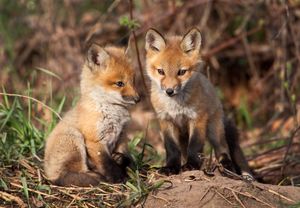 Image post by @AnimalPlanet on Twitter