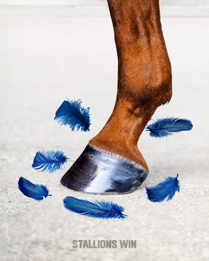 Image post by @uflstallions on Instagram