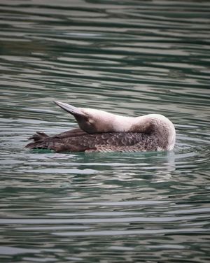 Image post by @rspb on Instagram