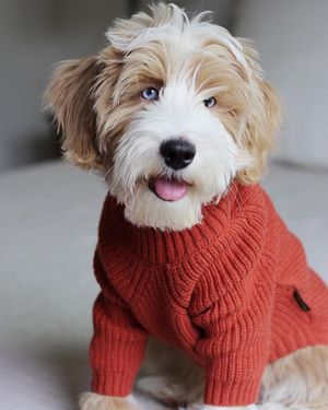 Image post by @evolvepetfood on Instagram