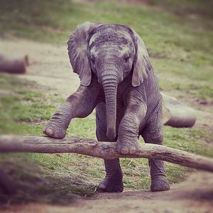 Image post by @sandiegozoo on Instagram