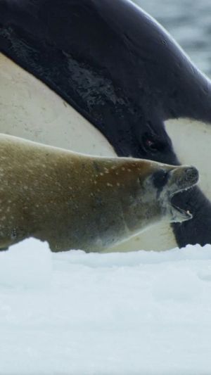 Video post by @bbcearth on Instagram