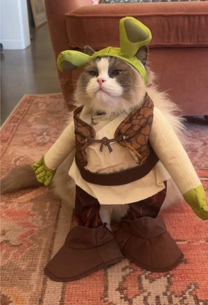 Video post by @lyssielooloo on TikTok