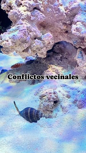 Video post by @aqualupi on Instagram