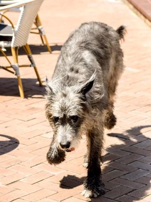 Image post by @thesavannahwolfhound on Instagram