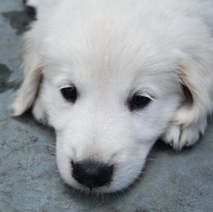 Image post by @mikethewhitegolden on Instagram