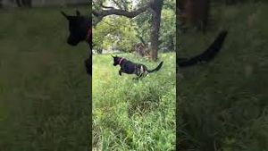 Video post by @barstooloutdoors on YouTube
