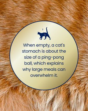 Image post by @solidgoldpets on Instagram