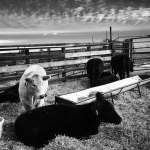 Image post by @nationalwestern on Instagram