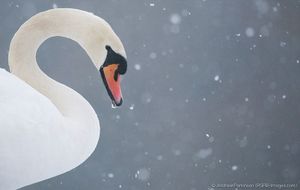Image post by @rspb on Instagram