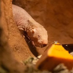 Image post by @sandiegozoo on Instagram