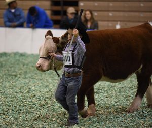 Image post by @american_royal on Instagram
