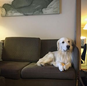Image post by @mikethewhitegolden on Instagram