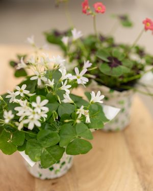 Image post by @shopbachmans on Instagram