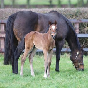 Image post by @juddmonte on Instagram