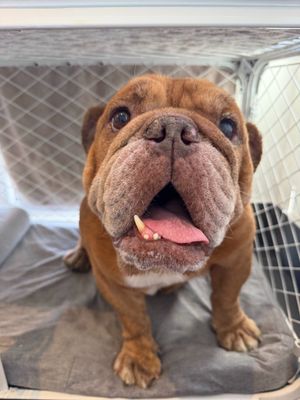 Image post by @heartsandbonesrescue on Instagram