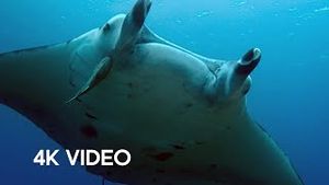 Video post by @bbcearth on YouTube