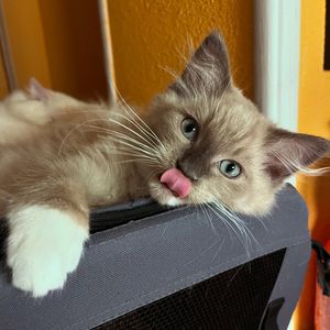 Image post by @brunrik.and.pyrene.ragdolls on Instagram