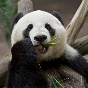 Image post by @sandiegozoo on Instagram