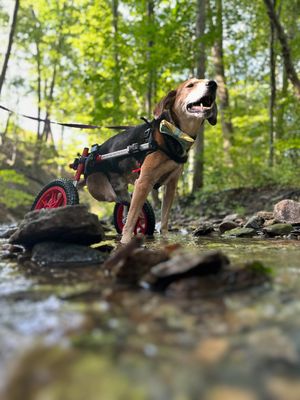 Image post by @walkinpets on Instagram