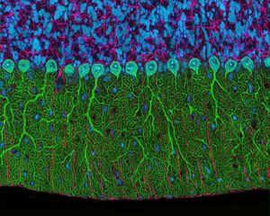 Image post by @biohub on Instagram