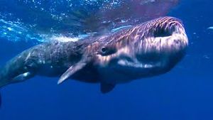 Video post by @bbcearth on YouTube
