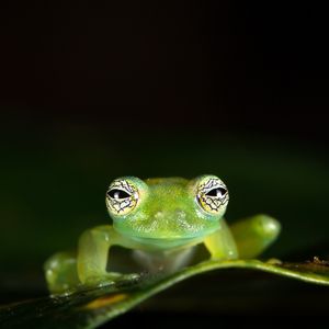 Image post by @animalplanet on Instagram