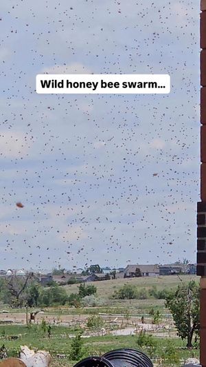 Video post by @ButterflyPavilion on Facebook