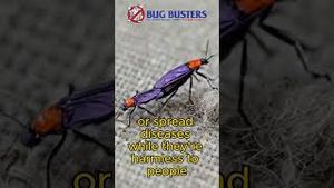 Video post by @bugbustersusa on YouTube