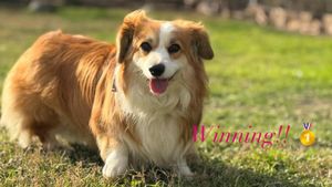 Image post by @swiftpaws_official on Instagram