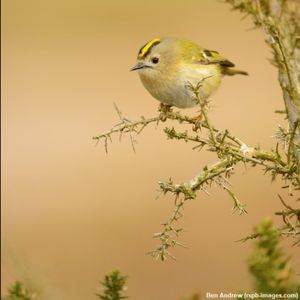 Image post by @rspb on Instagram