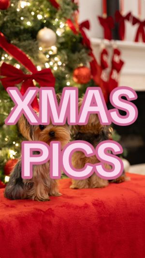 Video post by @maibrantesq on TikTok