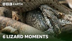 Video post by @bbcearth on YouTube