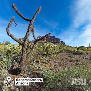 Image post by @arizonastateuniversity on Instagram